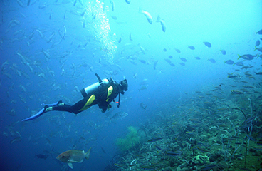 Man, omringd door vissen, duikt in de Adriatische Zee