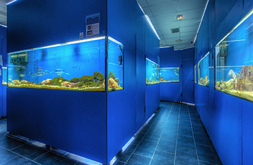 a fish tank in a fish tank