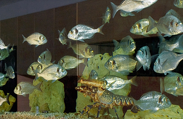 Ribe v akvariju v puljskem akvariju