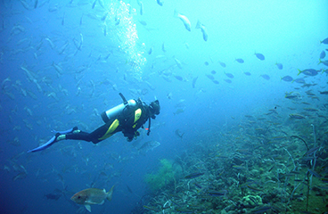 a scuba diver swimming with fish